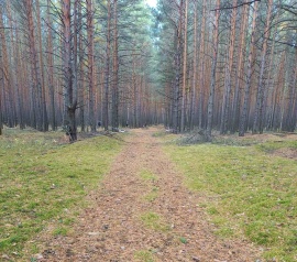 Прирезка лесных участков Кадастровые работы в Атнинском районе